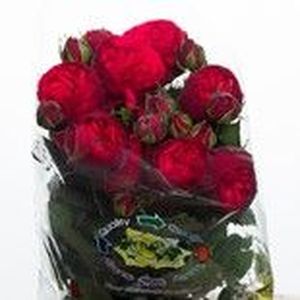 ROSE RED PIANO 40
